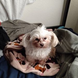 Meet your Posher, Regina